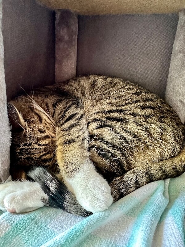 Jiffy the cat, sleeping.